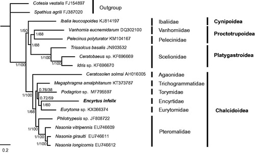 Figure 1. The phylogenetic tree of the tested Proctotrupomorpha and two outgroups using 13 PCGs sequences of mitochondrial genomes. The numbers at the nodes separated by “/” indicates the Bayesian posterior probabilities (former) and raxmlGUI posterior probabilities (latter), respectively. Each species involved in the tree has scientific name on the right side.