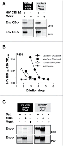 Figure 7. Humoral immune responses upon prime/boost. (A) Western immunoblot analysis was used to probe the Env CE proteins using plasma from vaccinated macaques. Proteins from cells transfected with a combination of HIV Env CE1 and Env CE2 plasmids were separated on denaturing gels and transferred onto membranes. Individual strips of membranes were incubated with plasma (1:100 dilution) from the vaccinated macaques and visualized using standard western blot methodology. (B) The Env CE DNA vaccine prime induced antibodies that can recognize gp120 Env by ELISA (HIV-1 IIIB) in animal P574. The responses were boosted by each of the full-length env DNA vaccination (4th and 5th vaccination V4w2, V5w2). (C) Antibodies induced by the HIV Env CE DNA vaccinated macaques recognize intact HIV Env proteins from both clade B (BaL gp145dID) and clade C (1086 gp145dID). HIV Env gp145 protein from transfected cells was separated on denaturing gels and transferred onto membranes. The membranes were incubated with plasma (dilution 1:100) from macaque L985 and P574 primed with Env CE DNA (3rd vaccination, V3wk2) and boosted with intact env DNA (5th vaccination, V5wk2). Proteins from mock-transfected cells served as a negative control.