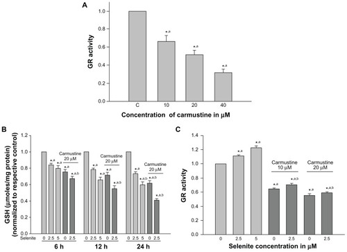 Figure 3 Nontoxic doses of selenite decrease glutathione reductase and glutathione in PC-3 cells sensitized with carmustine. (A) PC-3 cells were treated with the indicated concentrations of carmustine (10–40 μM) for 6 hours. Glutathione reductase activity was then measured as described in the Materials and methods section. Each assay was performed in duplicate. The data are presented as the mean ± standard deviation (*P < 0.05; n = 3) and expressed as nanomoles of NADPH oxidized per minute per milligram of protein. Data are normalized to the control. Comparisons shown: (a) significant compared with vehicle-treated control. (B) PC-3 cells were pretreated with 20 μM carmustine for 30 minutes and then treated with the indicated concentrations of selenite (2.5–5 μM) for 6, 12, and 24 hours. Glutathione levels were then determined as described in the Materials and methods section. Data are presented as the mean ± standard deviation (*P < 0.05; n = 3) and expressed as μmoles/mg protein. Data are normalized to the control. Comparisons shown: (a) significant compared with control; (b) significant compared with 2.5 μM selenite-treated cells. (C) PC-3 cells were pretreated with 10 or 20 μM carmustine for 30 minutes and then treated with the indicated concentrations of selenite (2.5–5 μM) for 6 hours. Glutathione reductase activity was determined as described in the Materials and methods section. The data are presented as the mean ± standard deviation (*P < 0.05; n = 3) and expressed as nanomoles of NADPH oxidized per minute per milligram of protein. Data are normalized to the control. Comparisons shown: (a) significant compared with control; (b) significant compared with 2.5 μM selenite-treated cells.Abbreviations: GSH, glutathione; GR, glutathione reductase.