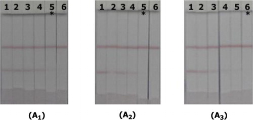 Figure 6. Application of strip device in 0.01 M PBS: (A1) LFLX detection; (A2) NRFX detection; and (A3) ENX detection. Drug concentrations: 1 = 0 ng/ml, 2 = 0.1 ng/ml, 3 = 0.25 ng/ml, 4 = 0.5 ng/ml, 5 = 1.0 ng/ml, and 6 = 2.5 ng/ml. *The visual cutoff value.