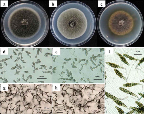 Fig. 1 (Colour online) Colonies, conidia, and sporulation patterns of three Alternaria species after 7 days of growth on PDA or PCA plates. a–c, Colonies of isolates representing A. tenuissima, A. alternata, A. solani on PDA plates. d–f, Conidia of isolates representing A. tenuissima, A. alternata, A. solani on PCA plates, scale bars: 50 μm. g–h, sporulation patterns of isolates representing A. tenuissima, A. alternata on PCA plates, scale bars: 200 μm.