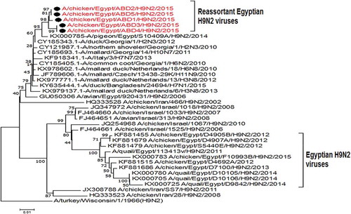 Figure 6. Phylogenetic tree of NS gene for 5 selected Egyptian viruses labeled with red taxa, showed highly genetic relatedness with A/pigeon/Egypt/S10409A/2014, A/Italy/3/2013(H7N7) and A/common coot/Georgia/1/2010(H6N2).