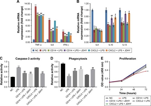 Figure 5 The involvement of CD14 and CXCL2 in the amelioration of LPS-induced liver failure in Kupffer cells.