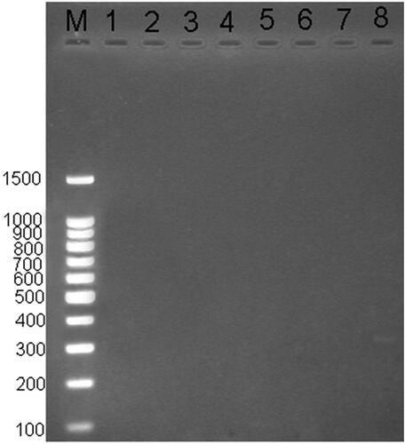 Figure 4. PCR analysis for the presence of alkB gene in the isolates 1a, 5e, and 12a. Lane M: 100 bp DNA marker, lane 1 and 2: (1a), lane 3 and 4: (5e), lane 5 and 6 (12a), lane 7: negative control (no DNA template), lane 8 (Sf.1Ac, positive control, 320 bp, Saadoun et al., Citation2008).