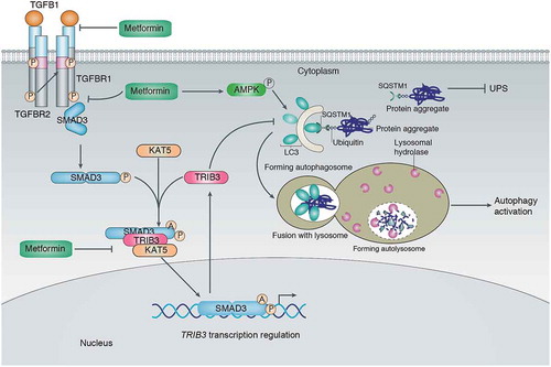 Figure 1. Metformin suppresses melanoma progression by reducing SMAD3-mediated TRIB3 expression and restoring autophagy flux. TRIB3 hinders the binding of SQSTM1 to LC3 and ubiquitinated proteins, leading to SQSTM1 accumulation and inhibition of the clearance of ubiquitinated proteins, which promotes tumor growth and metastasis by inhibiting autophagic flux and the ubiquitin-proteasome system (UPS). Metformin attenuates melanoma by reducing TRIB3 expression and activating autophagy; TRIB3 overexpression protects metformin from the activation of autophagic flux and the attenuation of tumor progression. Mechanistically, TRIB3 acts as an adaptor to recruit KAT5 (lysine acetyltransferase 5) to SMAD3 and induce a phosphorylation (P)-dependent K333 acetylation (A) of SMAD3, which sustains transcriptional activity of SMAD3 and subsequently enhances TRIB3 transcription. Metformin suppresses SMAD3 phosphorylation through the following: 1) metformin interacts with the receptor-binding domain of TGFB1 and reduces its binding probability with TGFBR1/TβRI but not TGFBR2/TβRII; 2) metformin suppresses the interaction of TGFBR1 and SMAD3 caused by TGFB1 stimulation. Reduced SMAD3 phosphorylation impedes the KAT5-SMAD3 interaction and protects against the KAT5-mediated K333 acetylation of SMAD3, which reduces SMAD3 transcriptional activity and subsequent TRIB3 expression, thereby restoring autophagy and antagonizing melanoma progression.