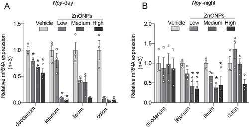 Figure 6 Effects of exposure to ZnONPs on neuropeptides in adult mouse. (A and B) The mRNA expression of Npy in duodenum, jejunum, ileum and colon treated with ZnONPs during the day and night. Data were expressed as mean ± S.E.M. Statistical analyses were calculated by using one-way ANOVA or Kruskal-Wallis test. *P<0.05, significant differences compared with vehicle group (n=3).