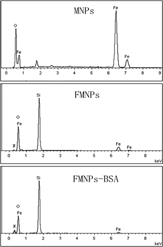 Figure 3. SEM-EDS images of (a) MNPs, (b) FMNPs, and (c) FMNPs-BSA.