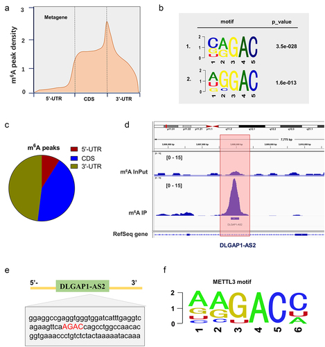 Figure 2. MeRIP-Seq revealed the m6A modification of DLGAP1-AS2. (a, c) MeRIP-Seq revealed the m6A peaks density in NSCLC cells, including 5’-UTR, coding region (CDS) and 3’-UTR. (b) The significant m6A motif for the m6A peaks was GGAC. (d) MeRIP-Seq showed that there was a remarkable m6A modification site in the 3’-UTR of DLGAP1-AS2. (e) Genomic analysis displayed the sequences of DLGAP1-AS2 3’-UTR containing m6A site (AGAC). (f) The motif of METTL3 targeting DLGAP1-AS2 m6A site.