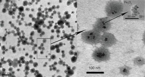 Figure 1 Morphology of nanoparticles by transmission electron microscopy.Note: The particles were approximately round in shape and their size was about 100 nm in diameter. Fe3O4 could be seen in the particles with a hydrodynamic size of 20 nm.