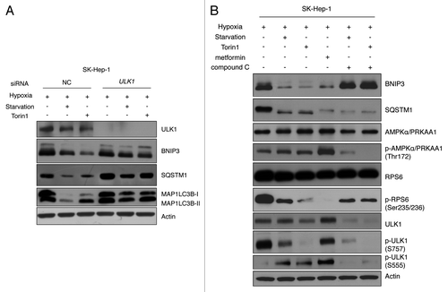 Figure 7. BNIP3 degradation is regulated by ULK1 via MTORC1 and AMPK. (A) SK-Hep-1 cells were transfected with ULK1 siRNA for 48 h and exposed to hypoxia for 24 h followed by amino acid starvation or Torin1 treatment for additional 4 h and cells subjected to western-blot analysis. (B) SK-Hep-1 cells were incubated under hypoxic conditions for 24 h and then treated with 250 nM Torin1, 5 mM metformin or 20 μM Compound C for 4 h. MTORC1 inhibition and AMPK activation or inhibition were confirmed by western blotting. ULK1 inhibition was assessed by the level of p-ULK1 (S757), and ULK1 activation by that of p-ULK1 (S555).
