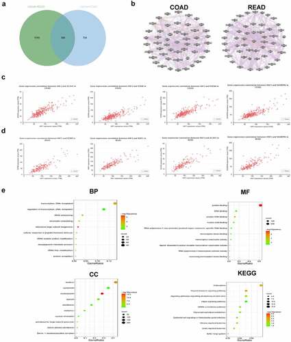 Figure 2. Functional enrichment analysis. (a) Venn diagram showed the intersection of HSF1-related genes in COAD and READ. (b) The regulatory networks between HSF1 and the top 50 related genes. (c and d) The correlation between HSF1 and the top four related genes in COAD (c) and READ (d) were analyzed using the UALCAN database. (e) GO and KEGG enrichment analysis about HSF1-related genes was shown based on DAVID database.