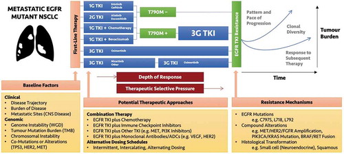 Figure 1. Therapeutic options in EGFR mutant NSCLC.1G – 1st generation, 2G – 2nd generation, 3G – 3rd generation, ADC – antibody-drug conjugate, CNS – central nervous system, EGFR – epidermal growth factor receptor, NSCLC – non-small cell lung cancer, TKI – tyrosine kinase inhibitor, WGD – whole genome doubling