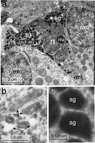 Figure 8. Electron micrographs of the Vth-cell type of the endocrine pancreas of the splenic lobe of the Lissemys turtles showing (a) an intact triangular in shape, located adjacent to exocrine cells (exc) with indented hyperchromatinic nucleus (n), containing a prominent nucleolus (nu) near the nuclear membrane, mitochondrial region (mt) and abundance of secretory granules (sg) aggregated in two corners of the cell. (b) Oval and elongated mitochondria (mt) with conspicuous cristae and vacuoles (v) are seen in the cell cytoplasm. (c) Pear-shaped secretory granules (sg) showing wide electron-dense core with a narrow peripheral halo. Scale bars: a, 2 μm. b, 0.5 μm. c, 0.125 μm.