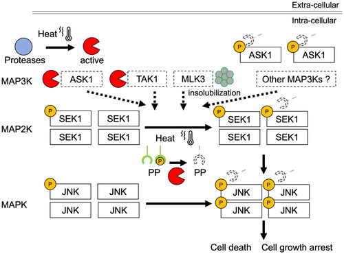 Figure 5. Schematic showing the effects of hyperthermia on JNK signaling pathway. Major JNK signaling pathways activated by the MAP3K members ASK1, MLK3, and TAK1 are shown. The MAP3K cascades are involved in the regulation of cell growth and apoptosis. Hyperthermia decreases the expression levels of MAP3Ks but increases the phosphorylation of ASK1, the downstream JNK kinase SEK1, and JNK through the suppression of JNK phosphatase functions. This deregulated JNK activation could be one of the mechanisms underlying the heat-induced death of cancer cells. P: phosphorylation; PP: protein phosphatase.