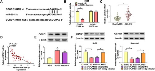 Figure 5. MiR-654-3p directly targeted CCND1. (A) miR-654-3p was predicted using the Starbase3.0 online database to bind with CCND1 3′UTR wt but not with CCND1 3′UTR mut. (B) Dual-luciferase reporter assay was used to confirm whether CCND1 could combine with miR-654-3p. n = 3 independent biological replicates. (C) qRT-PCR was used to detect CCND1 mRNA expression in healthy controls (n = 51) and AML patients (n = 51). (D) Pearson’s correlation analysis was performed to assess the relationship between CCND1 mRNA and miR-654-3p expression in AML patients. n = 51. (E) CCND1 protein was detected by Western blot in HS-5, HL-60 and Kasumi-1 cells. n = 3 independent biological replicates. (F) HL-60 and Kasumi-1 cells were co-transfected with si-circPLXNB2 and/or miR-654-3p inhibitor, and the content of CCND1 protein in transfected cells was detected. n = 3 independent biological replicates. *P < 0.05 vs. healthy controls, HS-5 cells, mimic NC, si-NC or si-circPLXNB2 + inhibitor NC.