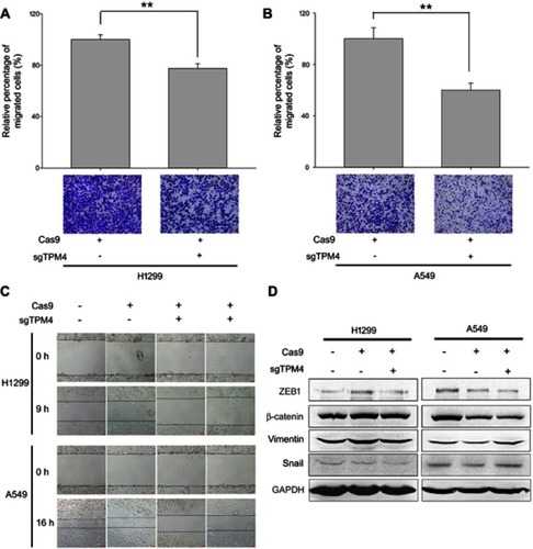 Figure 2 TPM4 was involved in lung cancer cell migration. (A,B) Transwell migration assay performed. Cells migrated through the chamber was counted in five microscopic fields and standardized by H1299 group and A549 group, respectively. The data is expressed as mean ± SEM. Bars represent 50 μm. ** p<0.01 (unpaired Student's t-test). (C) Wound healing assay was performed with TPM4 knock out cell clones as well as control cells for 0–16 hrs. Bars represent 50 μm. (D) Expression of mesenchymal proteins, vimentin and β-catenin, transcription factors, snail, and ZEB1 was examined by immunoblotting. GAPDH is used as a loading control.