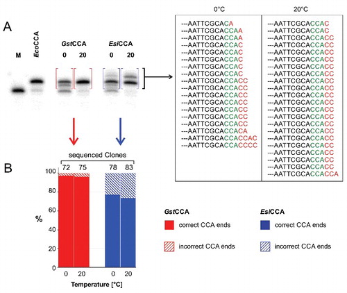 Figure 3. The psychrophilic EsiCCA enzyme shows an increased nucleotide misincorporation. (A) CCA-addition at 0 and 20°C. Similar to the E. coli enzyme (EcoCCA), GstCCA shows an addition of three residues, indicated by the shift of the product band in the denaturing PAA gel. EsiCCA incorporates additional residues, leading to new reaction bands with lower electrophoretic mobility. The boxed bands were eluted and nucleotide addition on the substrate tRNA was analyzed by sequencing. (B) 23.1–26.4% of the EsiCCA reaction products (blue) carry additional C and A residues, leading in most cases to tRNAs ending with CCACC (A). In contrast, only 2.8–4% of the GstCCA reaction products (red) carry such erroneous 3′-ends (B).