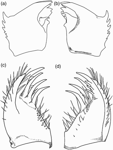 Figure 8. Larval structure of Philosina buchi: (a) right mandible, ventral view; (b) left mandible, ventral view; (c) left maxilla, ventral view; (d) same, dorsal view.