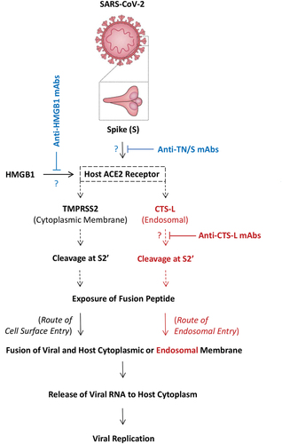Figure 5. Potential effects of neutralizing monoclonal antibodies on the HMGB1-induced ACE2 expression, the physical interaction of SARS-CoV-2 S protein with host ACE2 receptor, or the CTS-L-mediated cleavage of SARS-CoV-2 S protein. Note: Upon ACE2 engagement, SARS-CoV-2 spike (S) protein undergoes conformational changes in a target cell through proteolytic cleavage at the S2’ site either by the TMPSS2 on host cytoplasmic membrane or the CTS-L in the acidic endosomes. This cleavage of the spike protein at the S2’ site by either enzyme similarly leads to exposure of the fusion peptide to cytoplasmic or endosomal membranes, initiating the fusion between viral and host cellular membranes to form fusion pore and consequent release of viral RNA to host cell cytosol for viral replication. It is important to test whether mAbs capable of inhibiting the proinflammatory activities of HMGB1 and pCTS-L or harmful interactions between viral S protein and host ACE2 receptor could limit viral infection in preclinical and clinical settings.