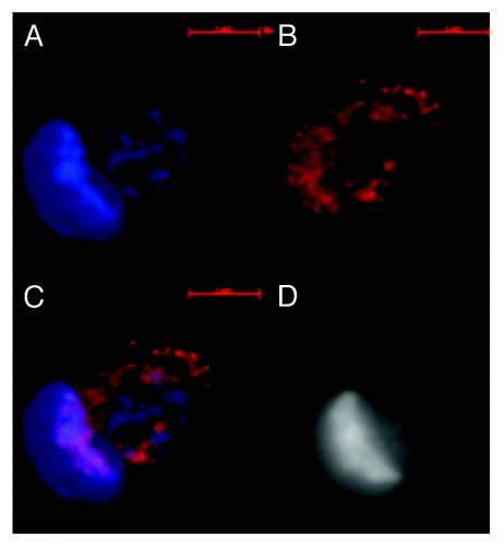 Figure 6. Image of dsDNA (DAPI, blue) and dsRNA/DNA (TRITC-Ab, red) in mononuclear metakaryotic nucleus undergoing asymmetrical amitosis in the HT-29 cell line. (A) DAPI fluorescence (blue). (B) TRITC-Ab fluorescence (red). (C) Merged images of (AandB) showing nuclei labeled simultaneously with DAPI and TRITC-Ab. (D) Achromatic image of (A). This figure is interpreted pro tempore as an asymmetric form of amitosis: parent bell shaped nucleus has been reconverted to dsDNA (blue) without any indication of dsRNA/DNA (red) but in the derived oval nucleus a substantial fraction of the dsRNA/DNA intermediate (red) has been reconverted to dsDNA (blue) during nuclear segregation which is not yet completed in this example. Asymmetrical cell division is a characteristic expected of a stem cell. Image by Koledova VV.