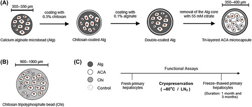 Figure 1. Schematic illustration of hepatocyte encapsulation (A) in Alg microbeads, in ACA microcapsules, and (B) in Chi beads (not drawn to scale). (C) Stages consisting of metabolic function assays performed on fresh and freeze–thawed primary hepatocytes. Cryopreservation conditions: − 80°C and LN2; duration of cryopreservation: 1 month and 3 months.