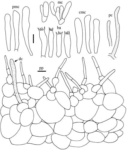 Figure 22. Microscopic features of Lactifluus undulatus sp. nov. All scale bars = 10 µm. Horizontal scale bars are for pileipellis and vertical scale bars are for other microscopic features.