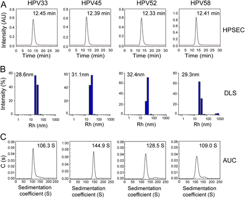 Fig. 3 Size and morphology distribution of the HPV 33, 45, 52, and 58 L1 VLPs.a High-performance size-exclusion chromatography profiles of HPV 33, 45, 52, and 58 L1 VLPs. b Dynamic light scattering analysis of HPV 33, 45, 52, and 58 L1 VLPs. c Analytical ultracentrifugation sedimentation profiles of the HPV 33, 45, 52, and 58 L1 VLPs