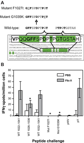 Figure 4 Epitope spreading to a previously unmapped Her-2/neu epitope occurs in response to FLK-1 vaccination in transgenic mice and T cell recognition is abrogated by accumulated mutations in this epitope. A) Wild-type and mutant peptides were synthesized for each region of interest from the neu1022–1041 20 mer peptide that showed the best response in re-challenge assays ex vivo and contained several mutations from both Her-2/neu and Flk-1 vaccinations. Mutations included a F1027I and g 1035K residue substitution. This substitution was based on prediction mapping using RANKpep and data from Table 1. B) Remaining mice that had not yet developed tumors, around week 55, were age-matched with saline-treated mice that had accumulated tumors and were analyzed for epitope spreading to this unmapped region and ability to recognize mutated versions that would most likely be expressed by the spontaneous tumors. Graph shows ex vivo IFNγ Elispot responses after rechallenge of splenocytes with the full 20 mer Neu1022–1041 peptide, and both fragments, Neu1026–1036 and Neu10321041, also mutant peptides NeuF1027I and neuG1035K pI1 = Flk-11906–915 (PGGPLMVIV), was used as a positive control for anti-Flk-11 responses. Media alone well were subtracted from all groups as a background control. Graph shows mean ± SEM; *P < 0.05; Mann–Whitney nonparametric test.Abbreviation: SEM, standard error of mean.