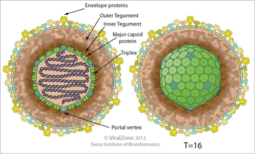 Figure 2. Structure of VZV virus (Viralzone, SIB Swiss Institute of Bioinformatics).
