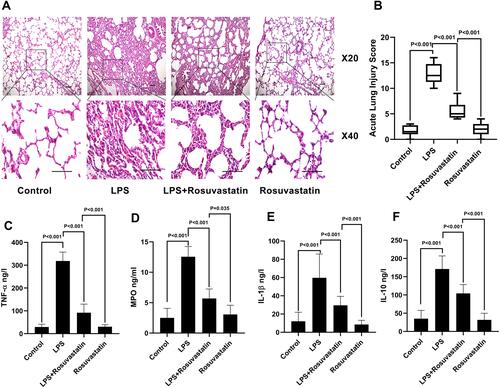 Figure 2 Effect of rosuvastatin on lung injury and inflammatory factors. After intravenous injection of different concentrations of 1 mg/kg rosuvastatin was intravenous injected 12 h before 10 mg/kg LPS administration. Eight hours later, the lung tissues was harvest. The protective effect of rosuvastatin on lung injury was assayed by H&E (A), and the acute lung injury score was calculated (B). The concentrations of inflammatory factors in lung tissue homogenate, such as TNF‐α (C), MPO (D), IL‐1β (E) and IL‐10 (F) were measured by ELISA. The data are presented as the mean ± SD, n = 9.