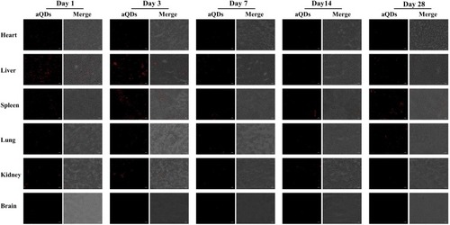 Figure 4 Fluorescence images of main organ tissues of mice on Day1, Day 3, Day 7, Day 14 and Day 28 after treated with 25mg/kg BW aQDs (scale bar: 50 μm).