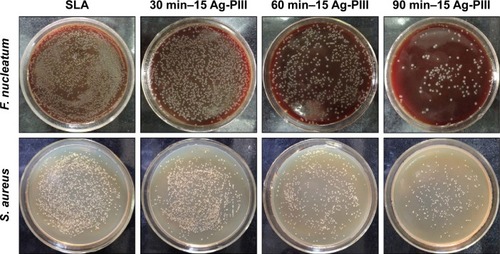 Figure 6 Re-cultivated microbial colonies on agar plates: F. nucleatum and S. aureus were detached from SLA, 30 min–15 Ag-PIII, 60 min–15 Ag-PIII, and 90 min–15 Ag-PIII, respectively.Notes: 30 min–15 Ag-PIII, titanium surfaces treated by first SLA procedure and then silver plasma immersion ion implantation at 15 kV for 30 minutes; 60 min–15 Ag-PIII, titanium surfaces treated by first SLA procedure and then silver plasma immersion ion implantation at 15 kV for 60 minutes; 90 min–15 Ag-PIII, titanium surfaces treated by first SLA procedure and then silver plasma immersion ion implantation at 15 kV for 90 minutes.Abbreviations: SLA, sand-blasted, large grit, and acid etched; Ag-PIII, silver plasma immersion ion implantation; min, minutes.