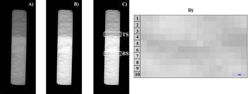 FIGURE 2 Schematic representation of DIA. Objects were converted into an (A) 8-bit image; followed by (B) automated adjustment of brightness and contrast; (C) crop sections; and (D) gray intensity level analysis. Numbers correspond to pixel row’s.