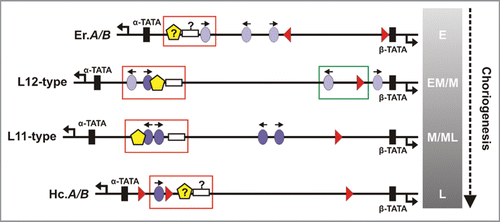 Figure 3 Chorion gene pair promoter regions. Transcription factor binding sites are presented for the early Er.A/B, the early-middle/middle L12-type, the middle/middle-late L11-type and the late Hc.A/B gene promoter regions. Orientation of C/EBP (ovals; light purple, lower affinity; dark purle, higher affinity), and GATA sites (triangles) is denoted. Theoretically predicted CHD1 (pentagons) and HMGA (white boxes) sites are indicated with a questionmark. Distances are drawn to scale (L12-type α- to β-TATA region corresponds to 211 bp); α-proximal arrays of CHD1-HMGA-C/EBP elements masked by a nucleosome appear boxed (red), as do β-proximal ones (green). The gradient bar represents choriogenic periods (E to L) over developmental time (vertical arrow).