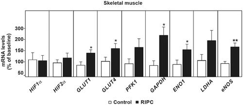 Figure 6. QPCR analysed mRNA levels from skeletal muscle biopsies shown in a bar graph. N (RIPC) = 7, n (control) = 7. *p < 0.05, **p < 0.01 in each analysis. The values shown are the means and standard error of the mean. Independent samples t-test was used.