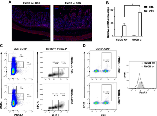 Figure 5 FMOD moderates DSS-induced colonic inflammation. (A) Paraffin-embedded sections of the DSS-treated colon Swiss rolls were stained with anti-mouse CD45. Images were captured at x20 magnifications. (B) The transcriptional expression of IFNα/β was measured by qRT-PCR in the colon. The graph shows quantification as fold of mRNA expression levels compared to untreated FMOD+/+ mice (n=3), mean ± SEM 3 (FMOD+/+) or 4 (FMOD-/-) control and 8 (FMOD+/+) or 10 (FMOD-/-) treated mice. *P<0.05 by unpaired, two-tailed t test with Welch’s correction. (C) The mesenteric lymph nodes (mLN) of DSS-treated FMOD+/+ (n=5) and FMOD-/- (n=5) mice were analyzed by flow cytometry for the frequency (left panel) and the maturity (right panel) of pDCs. Data are shown as a dot plot (frequency) or a density plot (maturity), and numbers represent the percentage of CD11cintPDCA-1+ pDCs or CD11cintPDCA-1+MHC II+ pDCs among the live CD45+ leukocytes, respectively. (D) Cells from the mLNs of treated FMOD+/+ and FMOD-/- mice were stained for the expression of CD25 and FoxP3 and analyzed by flow cytometry. Dot plots show CD25 and CD4 staining pre-gated on live CD45+CD3+ cells. The histogram represents FoxP3 staining pre-gated on live CD45+CD3+CD4+CD25+ cells.