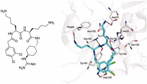 Figure 1. Structure of inhibitor 1 (left panel) and its bound conformation in the active site of the WNV NS2B-NS3 protease (right panel, PDB: 2YOLCitation19). Intermolecular polar contacts between enzyme and inhibitor are shown as dashed lines in black, the intramolecular contact stabilizing the horseshoe-like inhibitor conformation is shown in green.