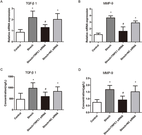 Figure 7 Effect of mechanical stretch on TGF-β1 and MMP-9 expression in 16HBE cells. The mRNA levels of TGF-β1 and MMP-9 in cell lysates after mechanical stretch was observed using RT-qPCR (A and B), the protein expression of TGF-β1 and MMP-9 in the supernatant of cultured cells was measured using ELISA (C and D). Data are presented as the means ±SD. (N=6). *P<0.01 compared with the control group; #P<0.05 compared with the stretch group.