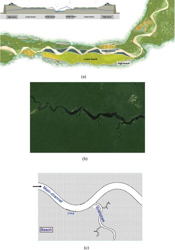 Figure 1. Existing and potential governance models for the main channel and beach areas in the lower Yellow River. (a) Existing ecological management strategy for the lower Yellow River by Zhang and Zhang (Citation2020); (b) An example of the systematic out-branching (Dragon style) river (from Google Earth Engine): Repartimento, Maués – State of Amazonas, Brazil (4°05′59.8″S 57°32′21.2″W); (c) The feasible Dragon-style river regulation pattern.
