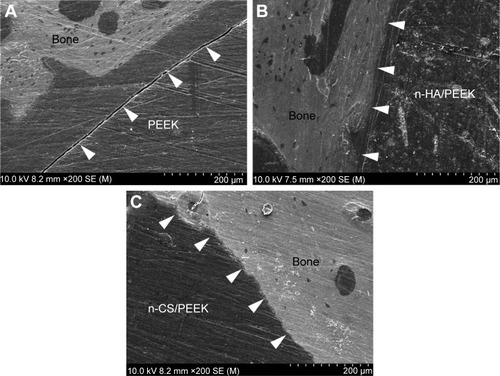 Figure 6 SEM images of the bone/implant interfaces after 8 weeks.Notes: The white arrows indicate the bone/implant interfaces around (A) PEEK, (B) n-HA/PEEK, and (C) n-CS/PEEK.Abbreviations: PEEK, polyetheretherketone; n-HA, nanohydroxyapatite; n-CS, nano-calcium silicate; SEM, scanning electron microscopy.