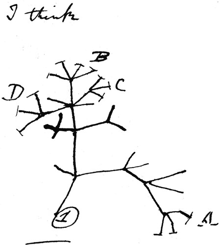 Figure 1. The diagram Charles Darwin drew in 1837 in his Notebook B. Darwin marked the living species with a short T-junction. The unmarked ends of other lines represent extinct species. In 1859 Darwin would call such species, which had left no descendants, ‘utterly extinct’. The three species marked A form a distinct genus. Six intermediate species, which would have linked them to C, are extinct.