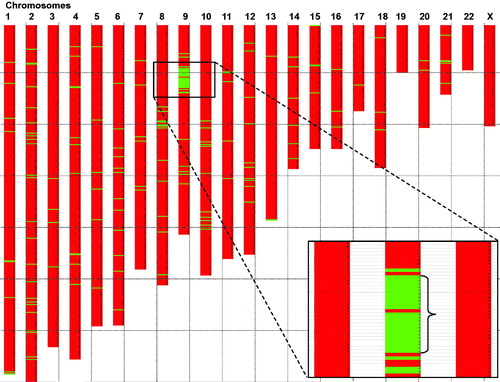 Figure 2. Mapping of a common disease haplotype among affected subjects in the large pedigree (Figure 1). Genome wide analysis of all affected individuals from the family were analysed using the RFI model (region free of incompatibilities). SNP loci (using Affymetrix arrays with 262,000 individual SNPs) were grouped into 2620 groups of 100 consecutive loci. Regions with 100 consecutive loci showing three or more incompatibilities are shown as a red box in the chromosome plot. No incompatibilities in the group of 100 loci is indicated by a green horizontal box in the chromosome plot. Note that a region on chromosome region 9p showed a strong indication of a haplotype shared by the affected members of the family, thus indicating a common ancestral founder disease haplotype and a mutation. The common ancestral region on chromosome 9 constitute region 13.83 Mb–23.57 Mb from pter (9.74 Mb; 45 protein coding genes).