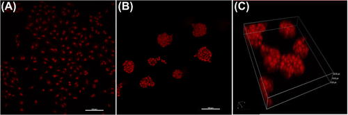 Figure 3. Image of HCT116 cell spheroids stained with Propidium Iodide nuclear labeling dye. (A) Monolayer cells; (B) The organization of granule cell layer in multicellular spheroids; (C) The complete 3-D cells (nuclei) in 3-D image. All pictures were taken using confocal laser scanning microscopy.