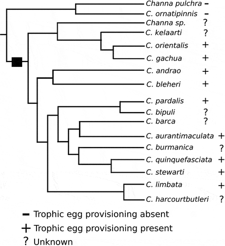 Figure 6. Phylogeny of the Channa gachua Group adopted from Rüber et al. (Citation2020) with known captive breeding behaviour indicated. The square indicate the hypothesised advent of trophic egg provisioning.