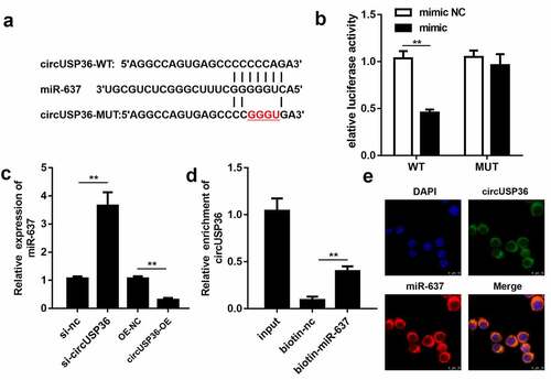 Figure 3. circUSP36 adsorbed miR-637 in a sponge form. (a) Binding sites between circUSP36 and miR-637 as predicted by circInteractome. (b) Interaction between circUSP36 and miR-637 was evaluated with a luciferase reporter assay (n = 3). (c) Effects of circUSP36 on miR-637 expression were assessed by qRT-PCR (n = 3). (d) RNA pull-down assay tested the binding affinity between circUSP36 and miR-637 (n = 3). (e) FISH was conducted for the co-localization of circUSP36 and miR-637 in endothelial cells (n = 3). **P < 0.01