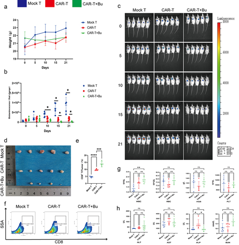 Figure 10. CAR-claudin18.2+ CD8+ T cells were administered in conjunction with 0.5 mmol/L Butyrate for the treatment of subcutaneous MGC-803 tumors. groups: Mock T, CAR-T, CAR-T+Bu. (a) Analysis of body weight fluctuations. (b) Live imaging statistical analysis of (C). (c) In vivo imaging conducted on days 0, 5, 10, 15, and 21. (d) Tumor size was measured after 23 days of treatment. (e-f) Flow cytometry analysis revealed the proportion of CD8+ T cells within the tumor. (g) Hematological analysis showed variations in WBC, RBC, HGB, and PLT. (h) Blood biochemistry examination reflected changes in ALT, AST, ALP, and BUN levels. The data represent the mean ± SD. *p < .05, **p < .01, and ***p < .001, as determined by a two-tailed Student’s t-test or one-way ANOVA.