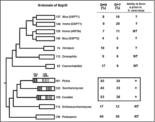 Figure 2 Evolutionary comparison of the N-terminal domains of Sup35 homologs. Sequences are from www.ncbi.nlm.nih.gov. Taxonomical relationships are from www.ncbi. nlm.nih.gov/Taxonomy. Scales do not correspond to evolutionary distances. For QN and OR designations, see Fig. 1. Numbers on the right correspond to the size of the N-terminal region (in aa) in each case. Sequence data were obtained from www.ncbi.nlm.nih.gov. ? -refers to the cases where search for prion activity in S. cerevisiae has been performed but have not yielded positive results (O. Zemlyanko, A. Petrova and G. Zhouravleva, unpublished; K. Gokhale and Y. Chernoff, unpublished). NT, not tested.