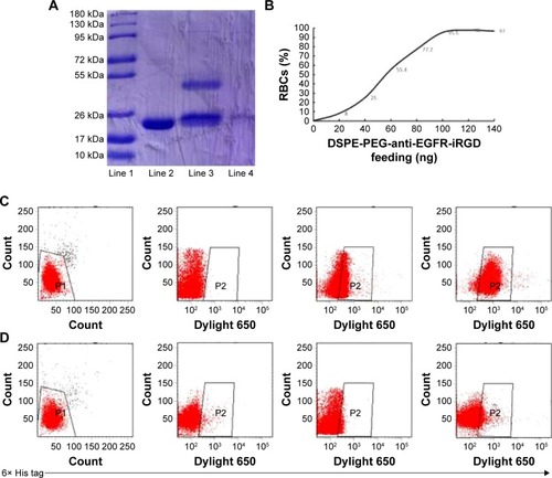 Figure 2 Decoration of RBCs with anti-EGFR-iRGD.Notes: (A) Yield of DSPE-PEG-anti-EGFR-iRGD: Line 1, prestained color protein marker; line 2, anti-EGFR-iRGD; line 3, reaction product of DSPE-PEG-MAL and anti-EGFR-iRGD after filtration using an ultrafiltration tube; line 4, DSPE-PEG-MAL. (B) Flow cytometry results of 106 RBCs incubated with different amounts of DSPE-PEG-anti-EGFR-iRGD. (C) A total of 106 RBCs incubated with different amounts of anti-EGFR-iRGD (Dylight® 650, from left to right: 10, 60, and 100 ng). (D) Flow cytometry results of 106 RBCs incubated with different amounts of anti-EGFR-iRGD (Dylight® 650, from left to right: 10, 60, and 100 ng). DSPE-PEG-anti-EGFR-iRGD, reaction product of DSPE-PEG-MAL and anti-EGFR-iRGD.Abbreviations: DSPE-PEG-MAL, 1,2-distearoyl-sn-glycero-3-phosphoethanolamine-N-(maleimide[polyethylene glycol]-3400); PEG, poly(ethylene glycol); PTX, paclitaxel; RBCs, red blood cells.