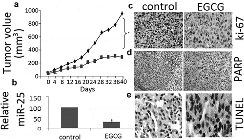Figure 5. EGCG inhibits tumor growth in MCF-7 xenograft nude mice.