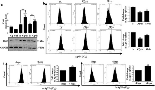 Figure 5 Analysis of correlation of JNK and autophagy signaling with NP uptake. (A) Immunoblot showing expression of Rab7 after treatment with IC50 dose of AgNPs for 6 h in presence or absence of CQ. [Symbol *@ and # represent significant difference with respect to untreated cells, CQ-treated cells and CQ plus NP treatment, respectively]. CQ (20 µM) was added 24 h before NP treatment. (B) Flow cytometric analysis of the uptake of AgNPs post inhibition of autophagy and JNK signaling. CQ (20 µM) or SP600125 (25 µM) were added 24 h before NP treatment (C) Flow cytometric analysis of the uptake of AgNPs post treatment with Rapa (500 nM). Rapa was added 24 h before NP treatment [$ represents significant difference with respect to AgNP treatment].